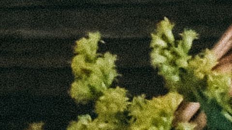 plantas medicinales