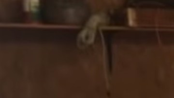 El auto no ha sido movido desde 1987, ¿funcionará?