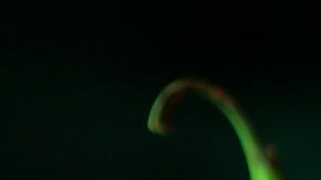 Se recomienda no olfatearlas, pues podría provocarte un acceso de tos por el chile.