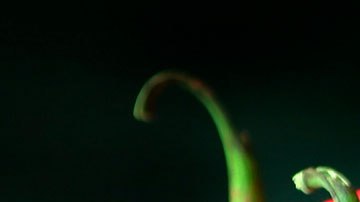 Se recomienda no olfatearlas, pues podría provocarte un acceso de tos por el chile.