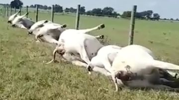 Vacas muertas en extrañas circunstancias durante una tormenta eléctrica.