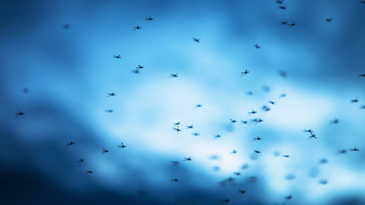 Las enfermedades trasmitidas por mosquitos que debes conocer