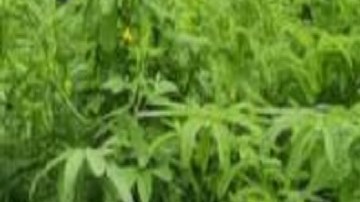 Dejan un muerto a balazos y torturado en territorio de El Mayo Zambada