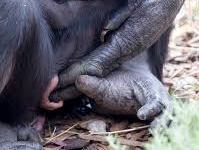 Un nuevo bebé chimpancé nace en el zoológico Monarto y su imagen se hace viral en todo el mundo.