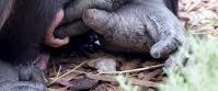 Un nuevo bebé chimpancé nace en el zoológico Monarto y su imagen se hace viral en todo el mundo.