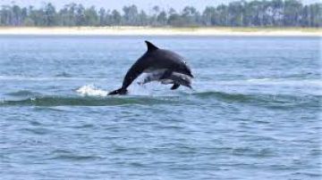 Delfines celebran haber sido liberados de las redes de pesca en las que quedaron atrapados.