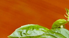 Gelatina de naranja sin azúcar