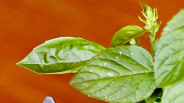 Gelatina de naranja sin azúcar