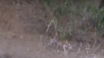 Elefantes ayudan a cachorro