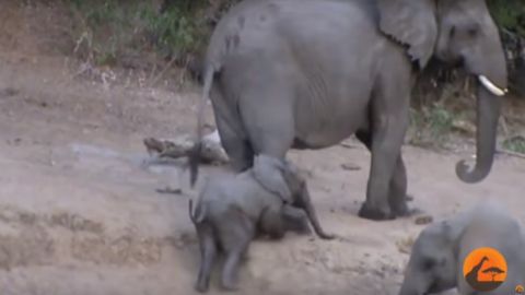Elefantes ayudan a cachorro