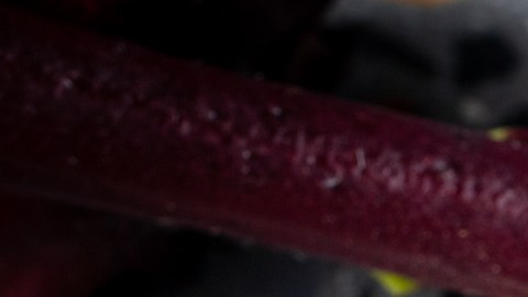 La flor de Jamaica sirve más que para una bebida
