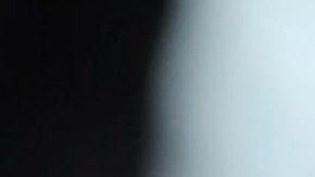 Foto de archivo de un perro pitbull.