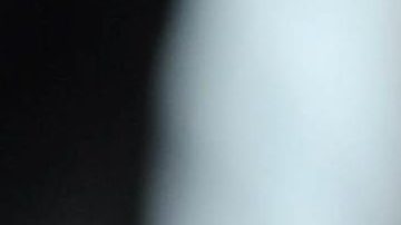 Foto de archivo de un perro pitbull.