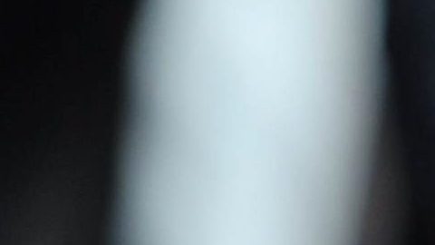Foto de archivo de un perro pitbull.