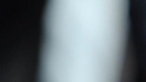 Foto de archivo de un perro pitbull.