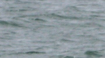 USSS alega que la familia del presidente "es muy activa en deportes de agua".