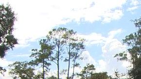 Los dos sospechosos enmascarados y armados ingresaron a la casa ubicada en la cuadra 800 de la calle Frandora Lane.