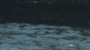 El buzo Ian Wells saca sobre una tabla de surf una red de pescar enredada con algas y desperdicios. / fotos: Jorge Luis Macías.