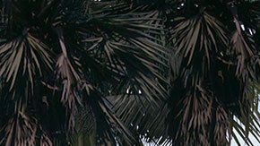 Lucas Museum of Narrative Art en Exposition Park en el sur de Los Ángeles