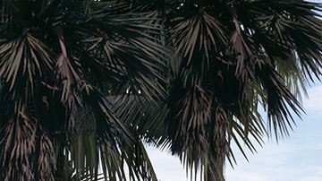 Lucas Museum of Narrative Art en Exposition Park en el sur de Los Ángeles