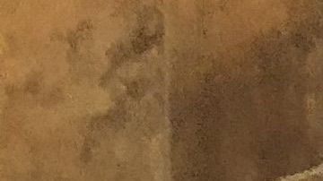 Miguel García, dueño de Dalila’s Pet Gromming,  con uno de sus perros.