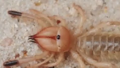 Araña que come carne humana.