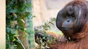 El orangután de Bormeo, de 34 años, falleció a causa de una falla cardiaca.