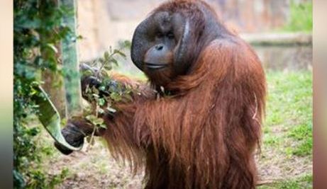 El orangután de Bormeo, de 34 años, falleció a causa de una falla cardiaca.