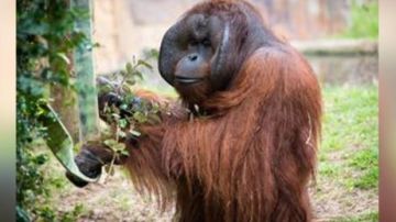 El orangután de Bormeo, de 34 años, falleció a causa de una falla cardiaca.
