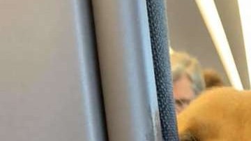 El divertido perrito conquistó a todo el pasaje.