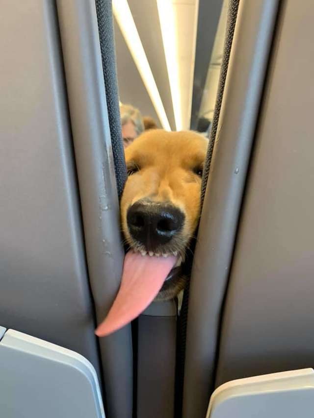 como calmar a un cachorro en un avion