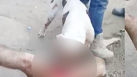 Pitbull come miembro de supuesto violador en México