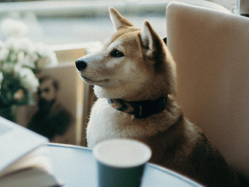 Ahora no te sentirás mal por no darle nada a tu perrito cuando vayas por tu bebida de Starbucks.