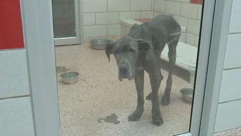 Autoridades rescatan a 45 perros y gatos de unas deplorables condiciones.