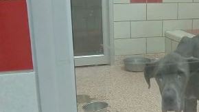 Autoridades rescatan a 45 perros y gatos de unas deplorables condiciones.