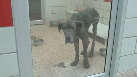 Autoridades rescatan a 45 perros y gatos de unas deplorables condiciones.