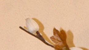 Rocío Sánchez Azuara