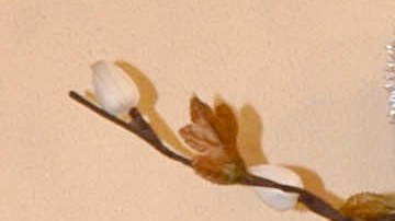 Rocío Sánchez Azuara