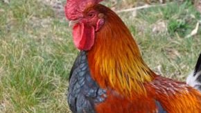 Un gallo causó la muerte a una anciana.