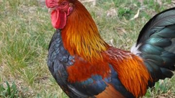 Un gallo causó la muerte a una anciana.