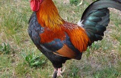 Un gallo causó la muerte a una anciana.
