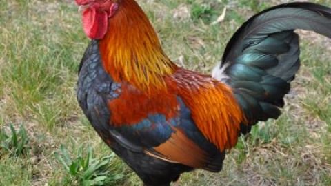 Un gallo causó la muerte a una anciana.