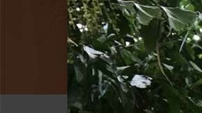 Ana Patricia Gámez.