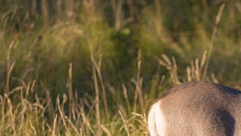 venado