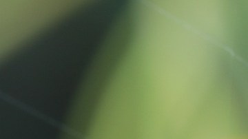 Las arañas de casa rara vez son ponzoñosas.