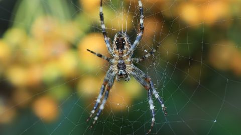 Las arañas de casa rara vez son ponzoñosas.