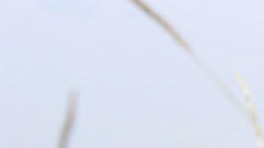 El concesionario era el único distribuidor de Subaru en la isla de Malta durante los 90s