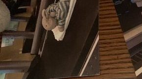 El peluche se dio la gran vida mientras esperaba a su dueño.