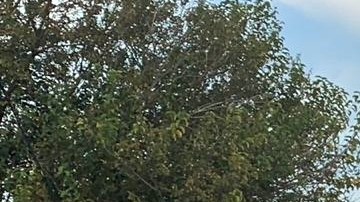 Violencia en el estado de Jalisco.