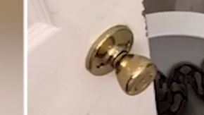 Clientes de Airbnb´s descubren una víbora en el inodoro de un baño.